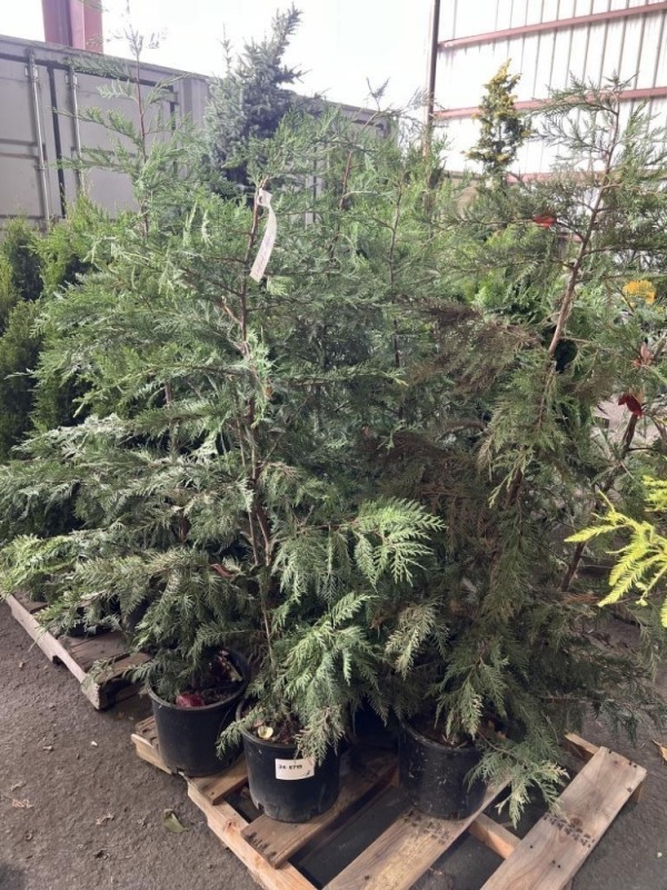 Leyland Cypress Qty. 8