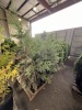 Leyland Cypress Qty. 8 - 2