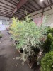 Leyland Cypress Qty. 8 - 3