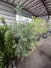 Leyland Cypress Qty. 8 - 4