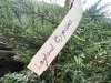 Leyland Cypress Qty. 8 - 5