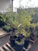 Bald Cypress Qty. 4