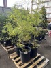 Bald Cypress Qty. 4 - 2