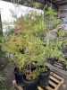 Bald Cypress Qty. 4 - 3