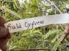 Bald Cypress Qty. 4 - 4