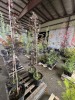 Crimson Sentry Norway Maple Qty. 2 - 3