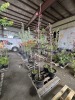 Crimson Sentry Norway Maple Qty. 2 - 3