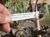 Crimson Sentry Norway Maple Qty. 2 - 4