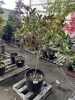 Evergreen Southern Magnolia