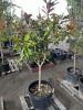 Evergreen Southern Magnolia - 2
