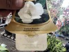 Evergreen Southern Magnolia - 3