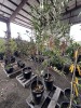 Semi Dwarf Red Delicious Apple Qty. 2