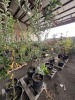 Semi Dwarf Red Delicious Apple Qty. 2 - 4