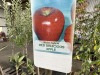 Semi Dwarf Red Delicious Apple Qty. 2 - 5