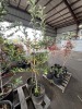 Dwarf Combination Espalier Apple Qty. 2 - 2