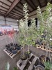 Dwarf Combination Espalier Apple Qty. 2 - 3