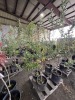 Dwarf Combination Espalier Apple Qty. 2 - 4