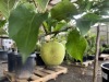 Dwarf Combination Espalier Apple Qty. 2 - 5
