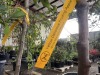 Dwarf Combination Espalier Apple Qty. 2 - 6