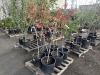 Autumn Blaze Flowering Pear Tree Qty. 6 - 2