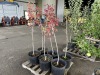 Autumn Blaze Flowering Pear Tree Qty. 6 - 3