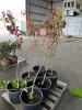 Autumn Blaze Flowering Pear Tree Qty. 6 - 4