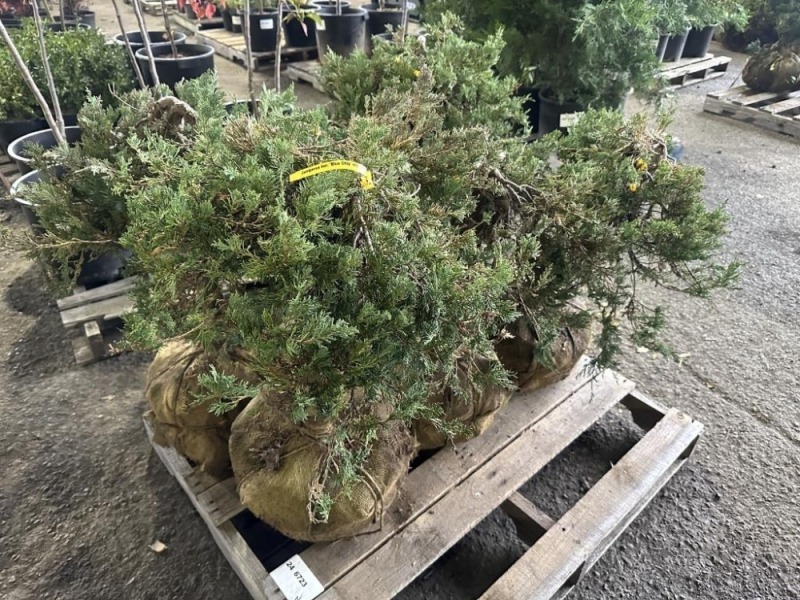 Blue Chip Juniper Tree Qty. 6