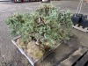 Blue Chip Juniper Tree Qty. 6 - 2