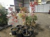 Autumn Blaze Flowering Pear Tree Qty. 6 - 2
