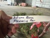 Autumn Blaze Flowering Pear Tree Qty. 6 - 3