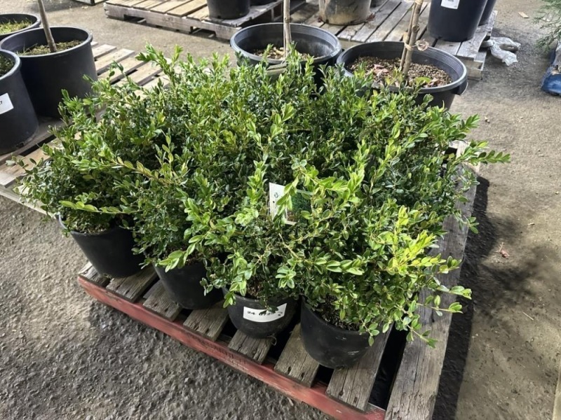 Green Velvet Boxwood Qty. 12