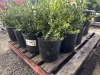 Green Velvet Boxwood Qty. 12 - 2