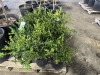 Green Velvet Boxwood Qty. 12 - 3