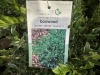 Green Velvet Boxwood Qty. 12 - 4