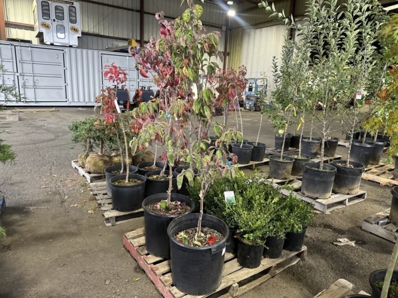 Rubra Pink Flowering Dogwood Qty. 2