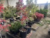 Rubra Pink Flowering Dogwood Qty. 2 - 2