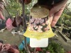 Rubra Pink Flowering Dogwood Qty. 2 - 3