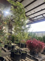 Upright Japanese Green Maple Tree Qty. 4