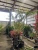 Upright Japanese Green Maple Tree Qty. 4 - 2