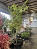 Upright Japanese Green Maple Tree Qty. 4 - 3