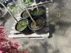 Upright Japanese Green Maple Tree Qty. 4 - 4