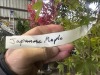 Upright Japanese Green Maple Tree Qty. 4 - 5