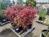 Huron Dogwood Qty. 6
