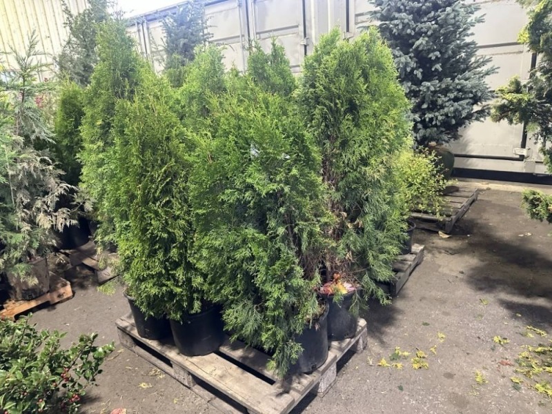 Emerald Green Arborvitae Qty. 9