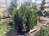Emerald Green Arborvitae Qty. 9 - 2