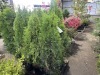 Emerald Green Arborvitae Qty. 9 - 3