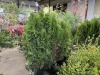 Emerald Green Arborvitae Qty. 9 - 4