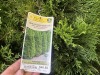 Emerald Green Arborvitae Qty. 9 - 5