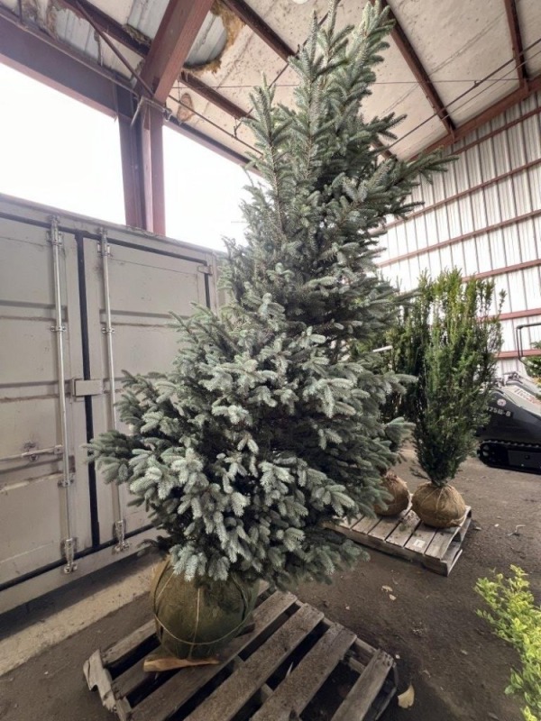 Large Fat Albert Spruce