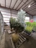 Large Fat Albert Spruce - 2
